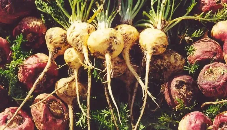 Maca Root