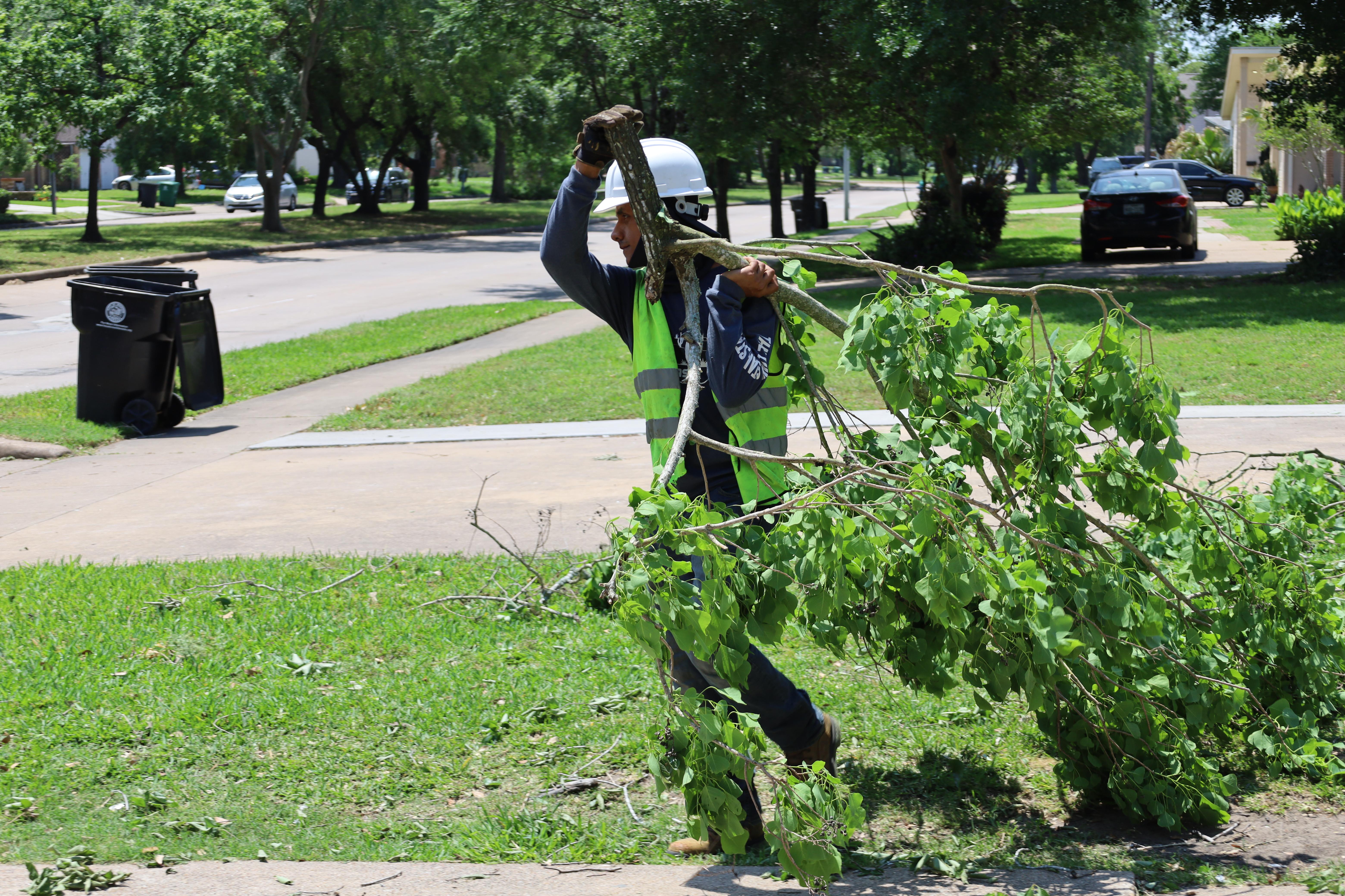 Tree Solutions in Houston, TX