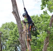 Tree Removal in Friendswood, TX