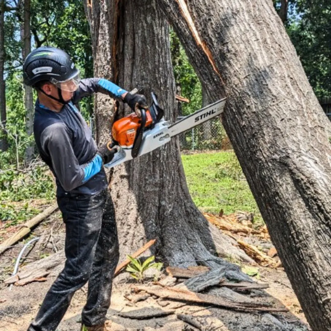 large oak tree removal houston tx