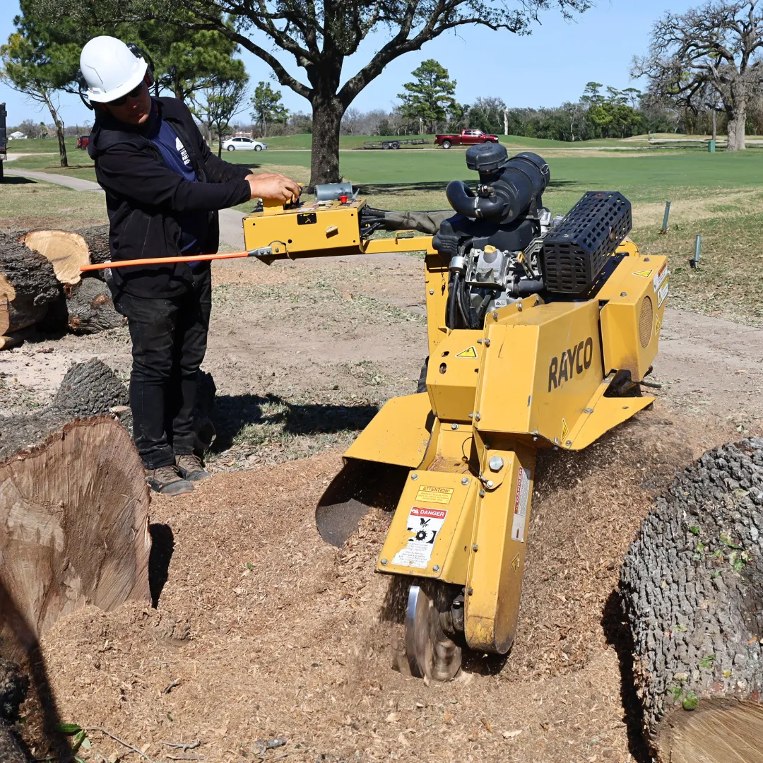 large tree stumpremoval se houston backyard