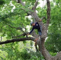 Tree Trimming in Houston, TX
