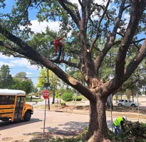Commercial Tree Maintenance in Houston, TX