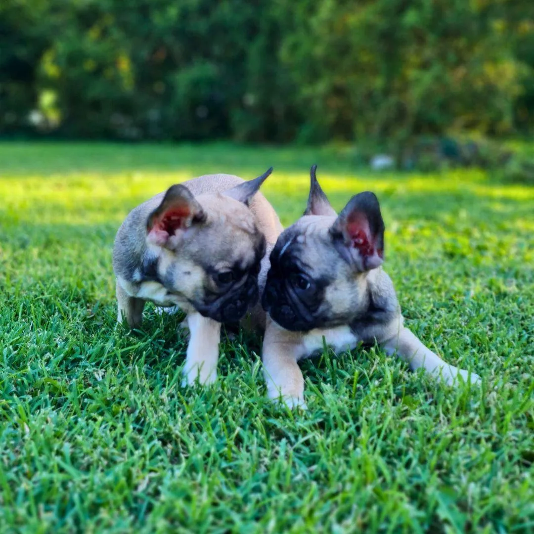 chiens acceptés gites et chambres d'hôtes