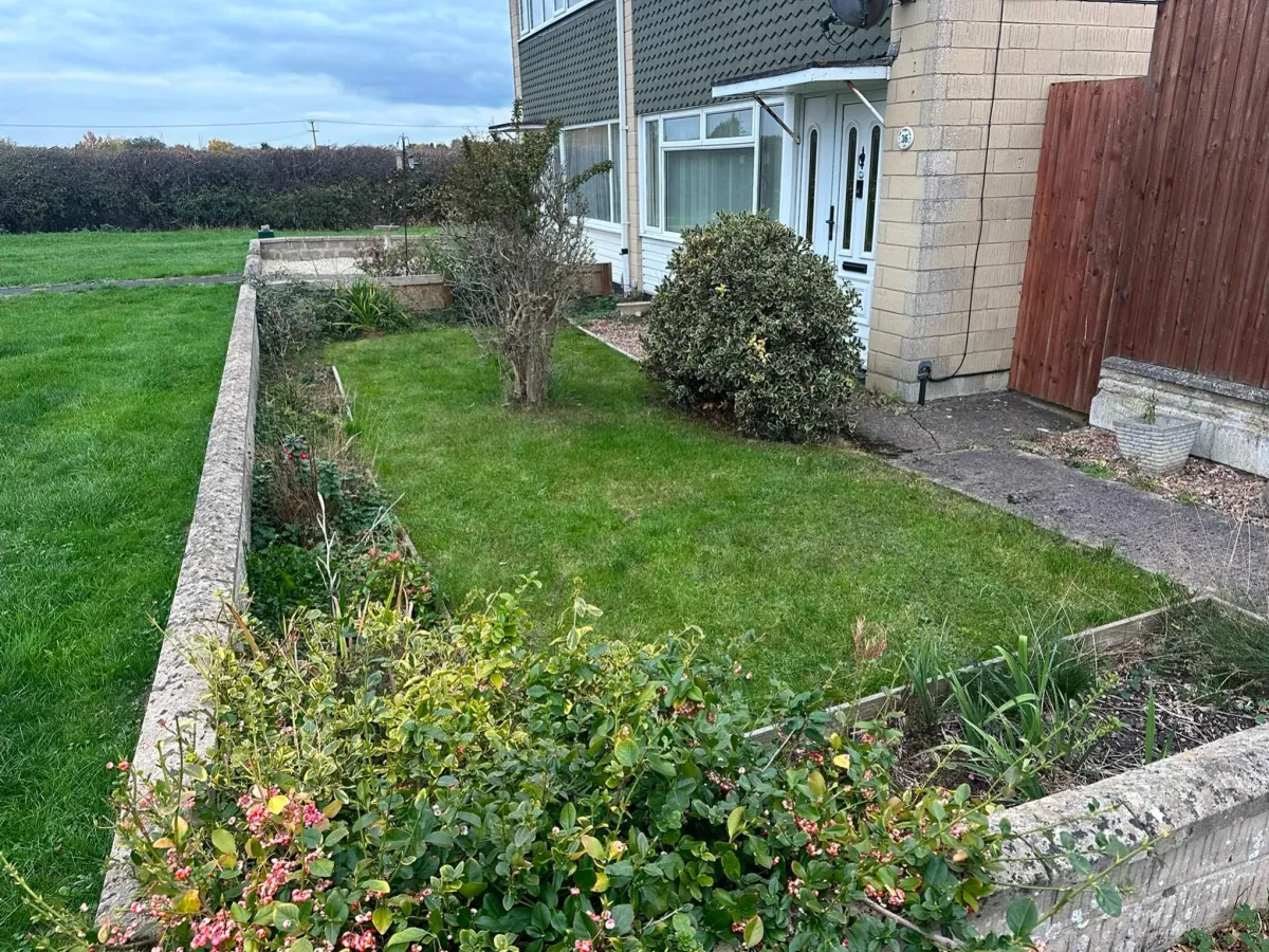 Overgrown garden area before maintenance
