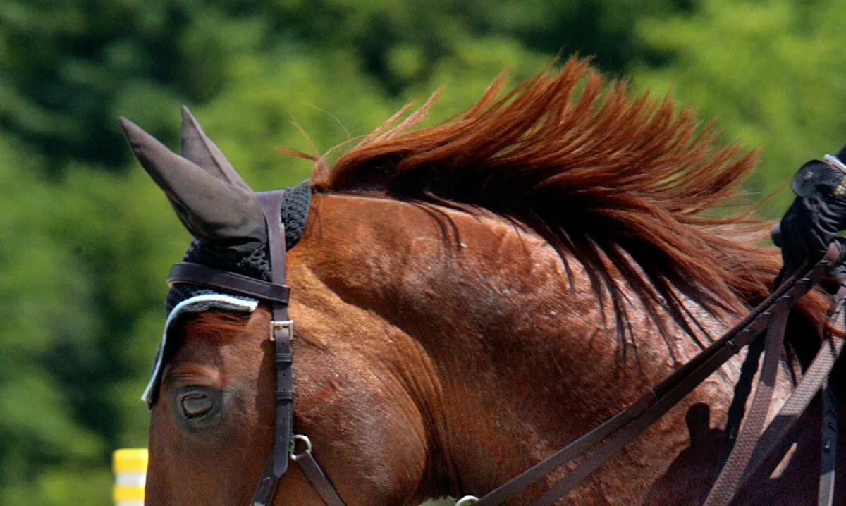 Why Does Your Horse Keep Getting the Same Muscle Pain?