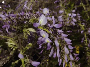 Trimming and pruning in Darien, connecticut