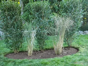 {{ custom_values.service_4 }} in {{custom_values.area_2})