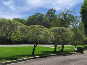 Mulch in Westport, connecticut