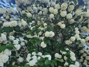 {{ custom_values.service_2 }} in {{custom_values.area_3})