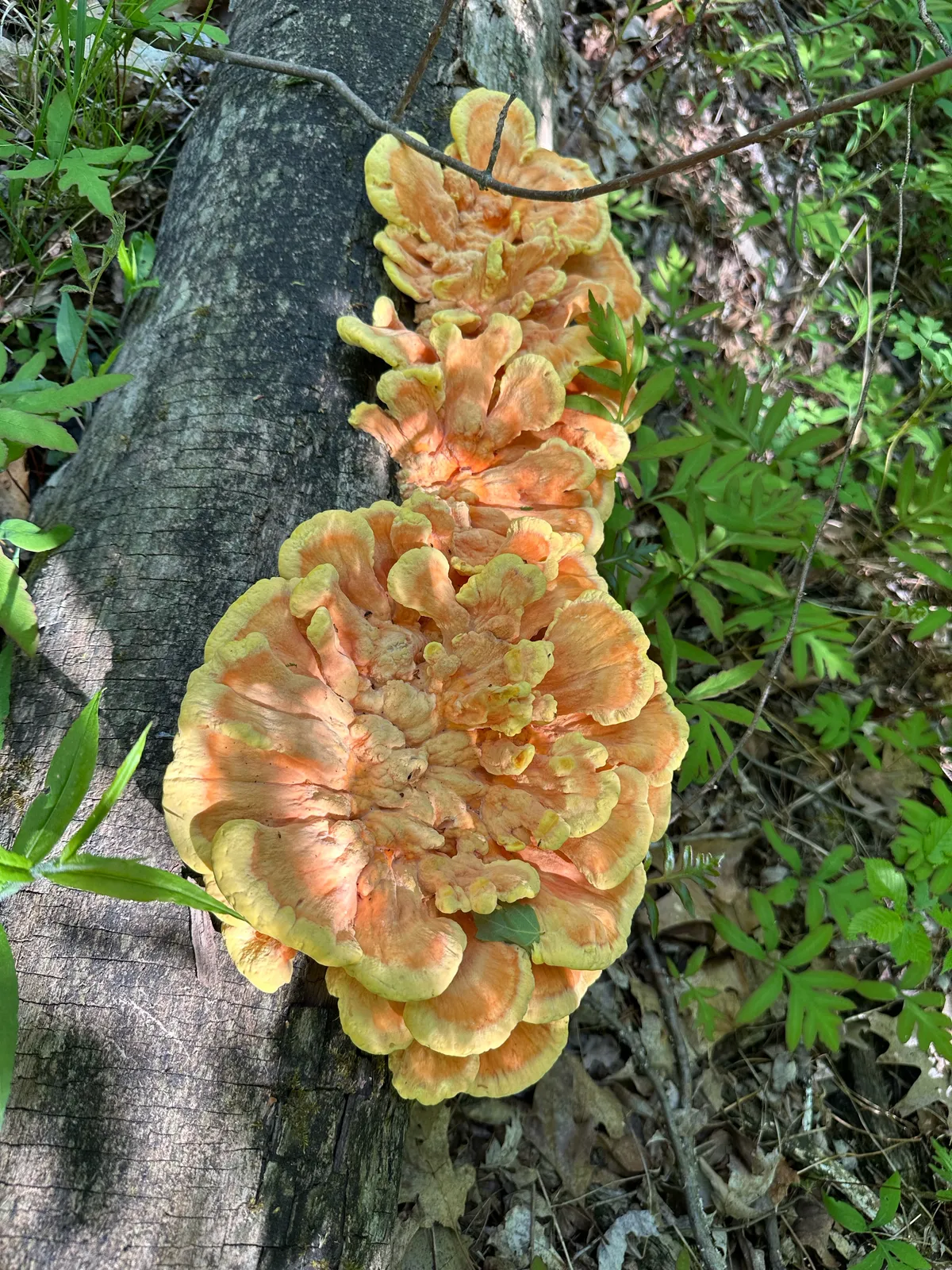 Bright orange chicken of the woods shelves growing along a fallen log in the woods