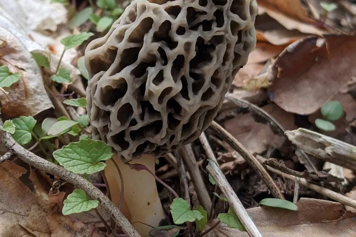 White morel (Morchella americana) with its honeycomb-pitted cap growing from leaf litter