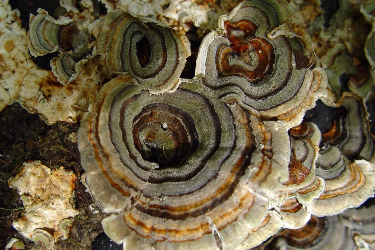 Turkey tail (Trametes versicolor) brackets with concentric multicolored bands on dead wood