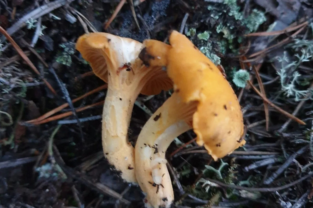 Golden chanterelle (Cantharellus) with wavy cap and false gills (blunt ridges) running down the stem