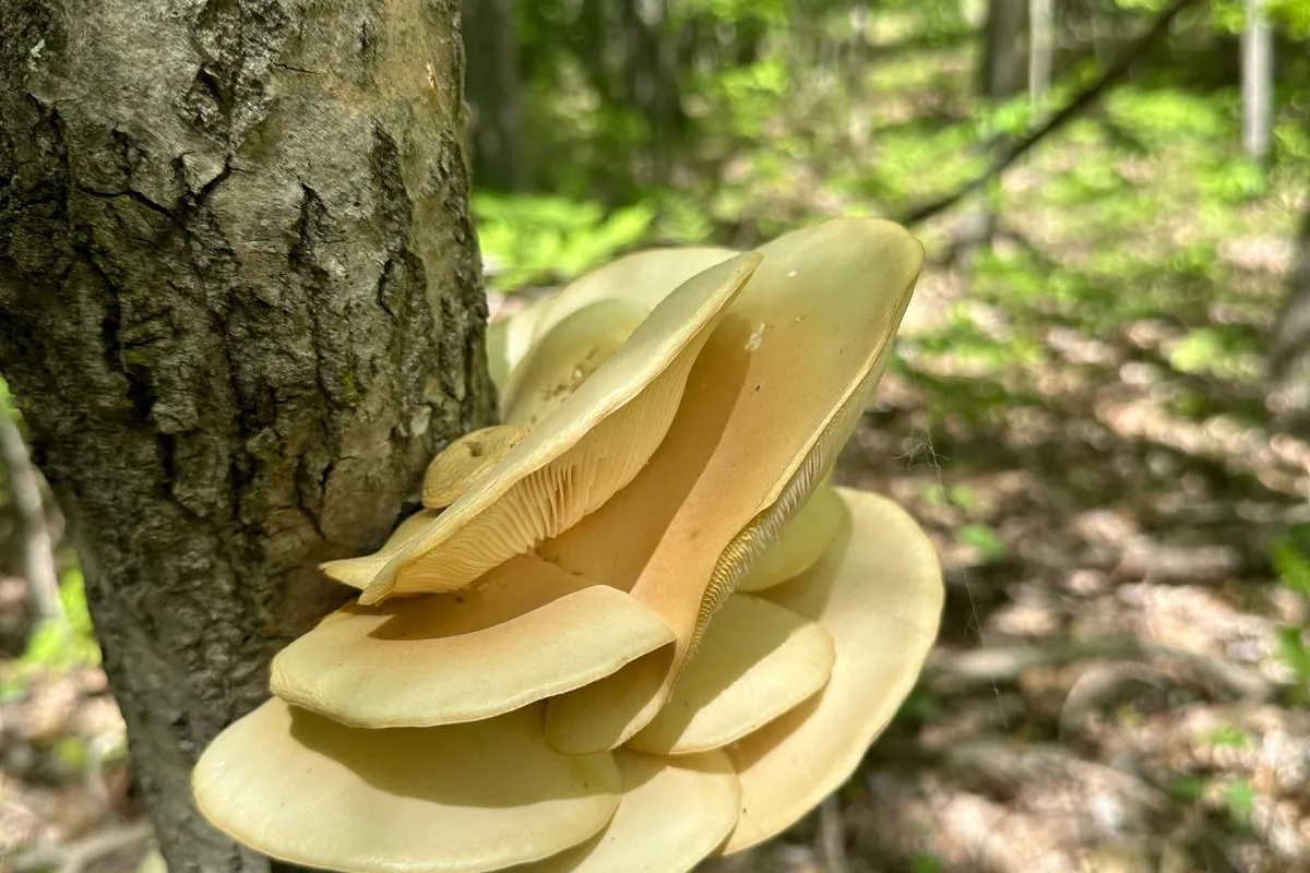 Oyster mushrooms (Pleurotus) in overlapping shelves on a hardwood trunk in Michigan