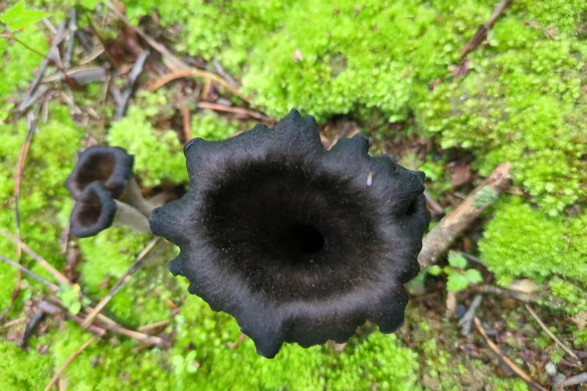 Eastern black trumpets (Craterellus fallax), dark hollow funnel-shaped mushrooms in moss and leaf litter