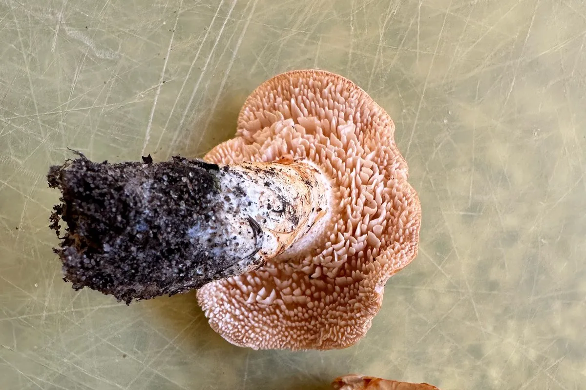 Two hedgehog mushrooms (Hydnum) showing the soft spines (teeth) under the cap instead of gills