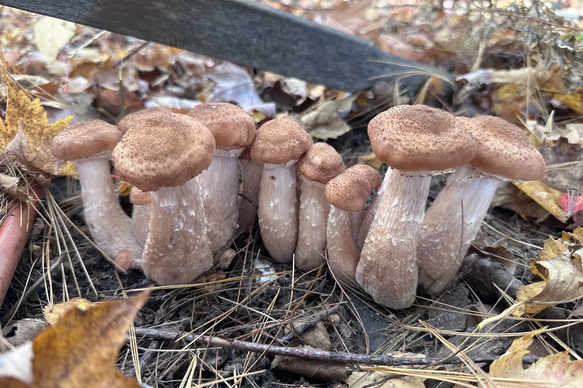 Dense cluster of honey mushrooms (Armillaria) with ringed stems found by Kelly in Michigan, October 2026