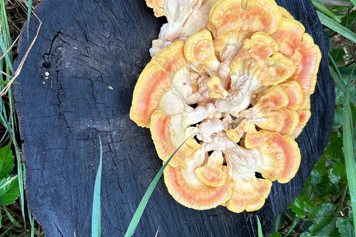 Bright orange and yellow chicken of the woods (Laetiporus) shelves growing on a charred stump