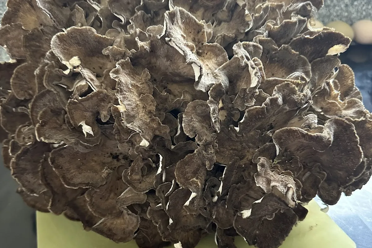 Freshly harvested hen of the woods / maitake (Grifola frondosa) showing its rosette of gray-brown overlapping fronds
