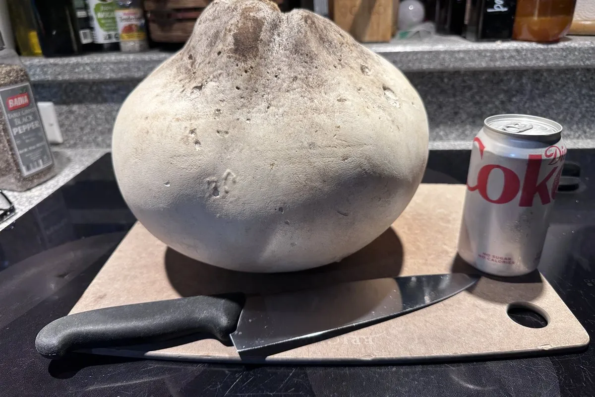 Puffball Mushrooms: The Cut-Open Rule (Calvatia & Lycoperdon)