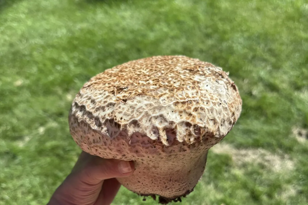 Purple-spored puffball (Calvatia cyathiformis) with a cracked tan skin, held in hand over grass