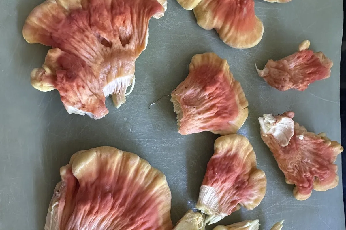 Pieces of chicken of the woods (Laetiporus) on a cutting board, the same mushroom FFF sells dried
