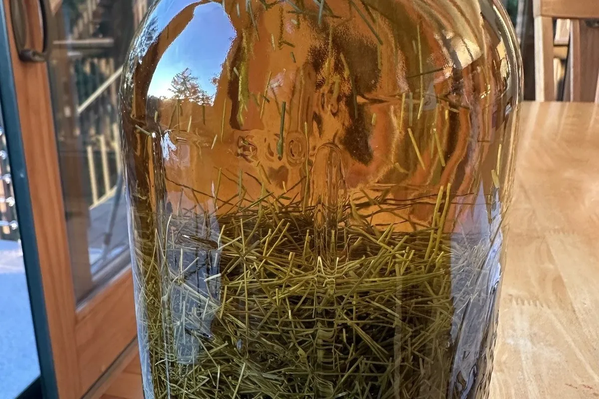 White Pine Needle (Pinus strobus) Tincture Basics
