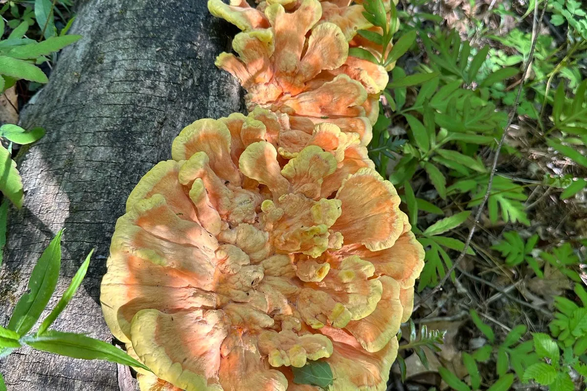 Foraging Ethics in Michigan