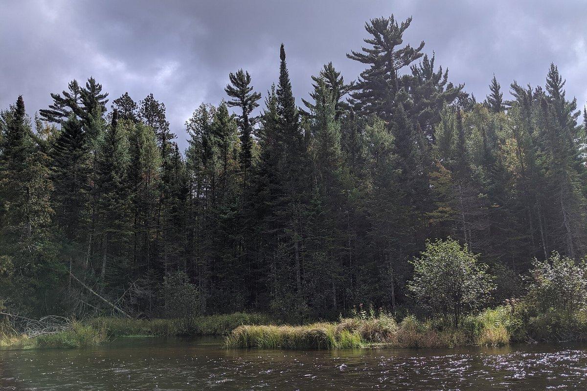 Pine forest along the South Branch Au Sable River in the Mason Tract of the Au Sable State Forest, Michigan public land