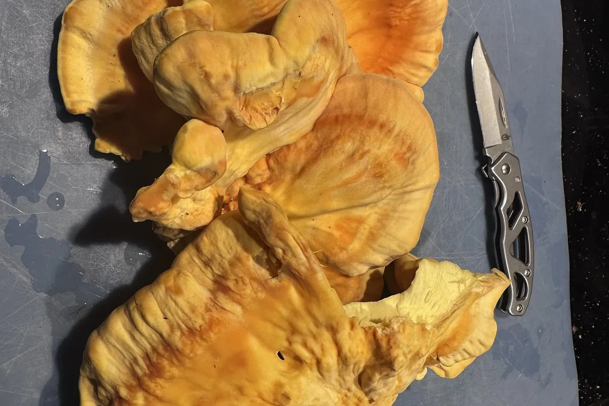 Fresh chicken of the woods (Laetiporus) cleaned on a board with a knife, ready for the skillet