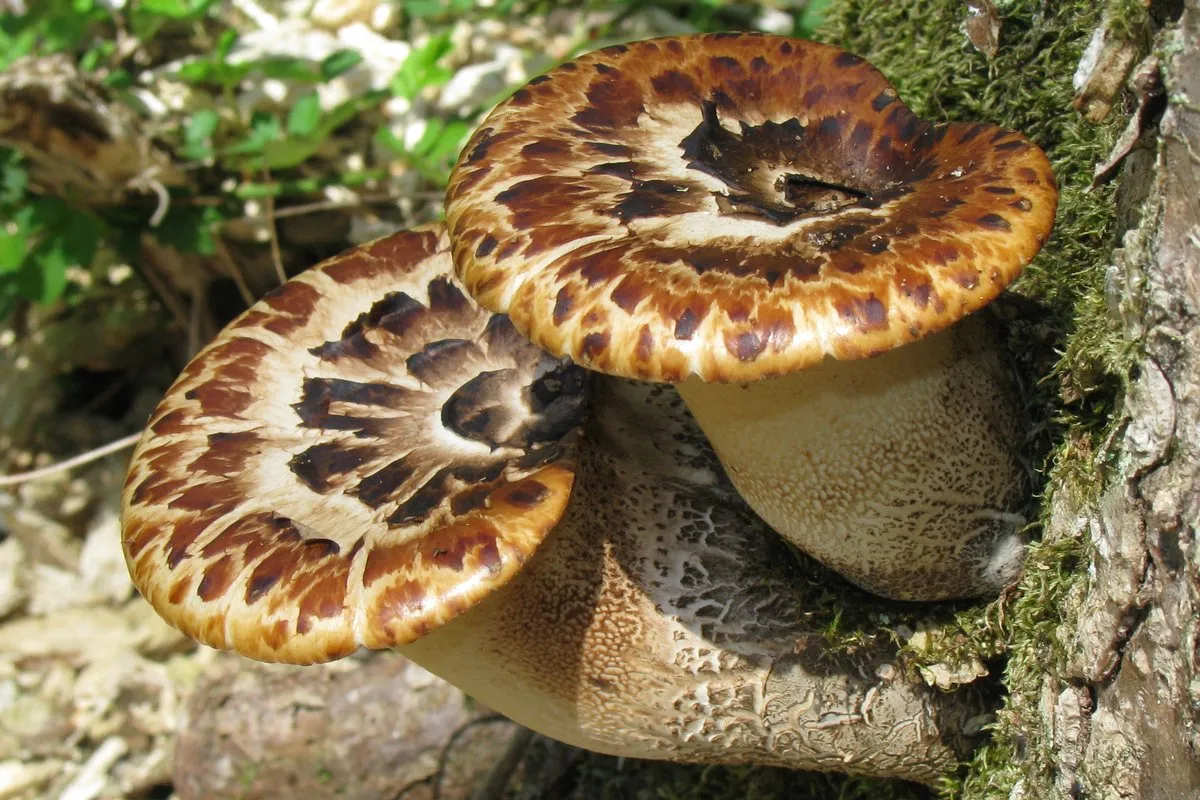 Dryad's Saddle / Pheasant Back (Cerioporus squamosus) in Michigan: ID, Season & Cooking