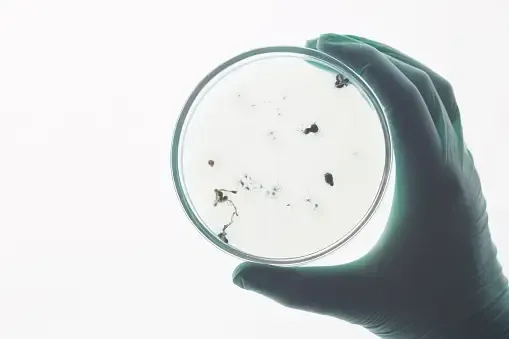 Lab technician holding petri dish with mold sample for professional mold testing in Charlotte, NC | Charlotte Home Inspector Pros