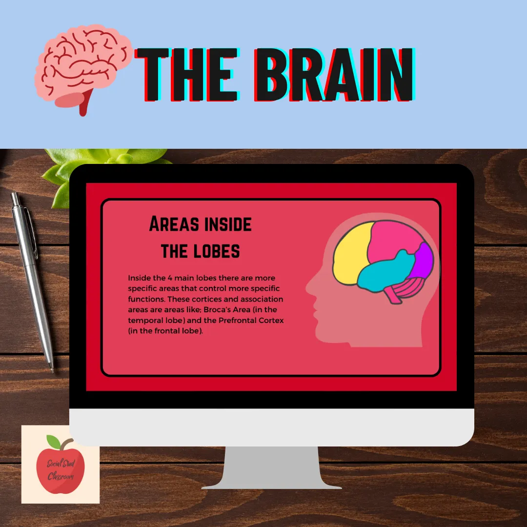 Preview of Psychology lesson: the brain