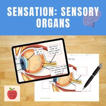 Preview of Psychology lesson: sensory organs