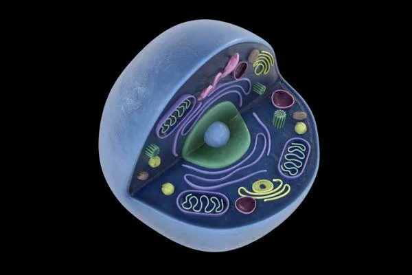 Illustration of a cell