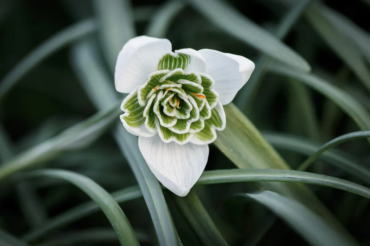 a white and red flower with green leaves