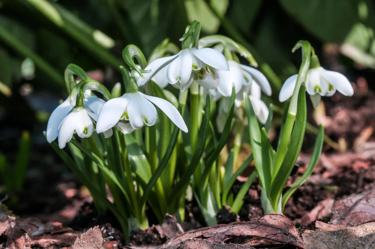 A bunch of flowers that are in the grass