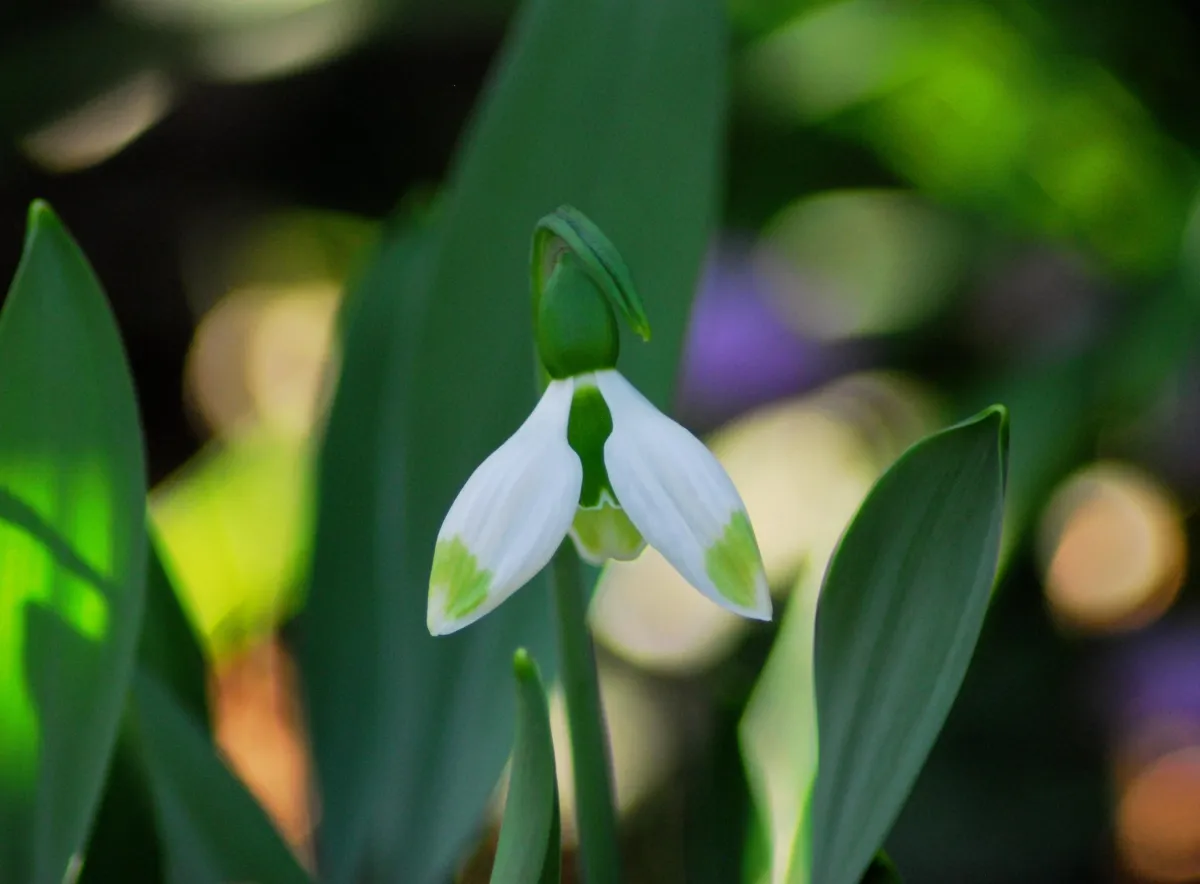 Galanthus plicatus 'Lucy'