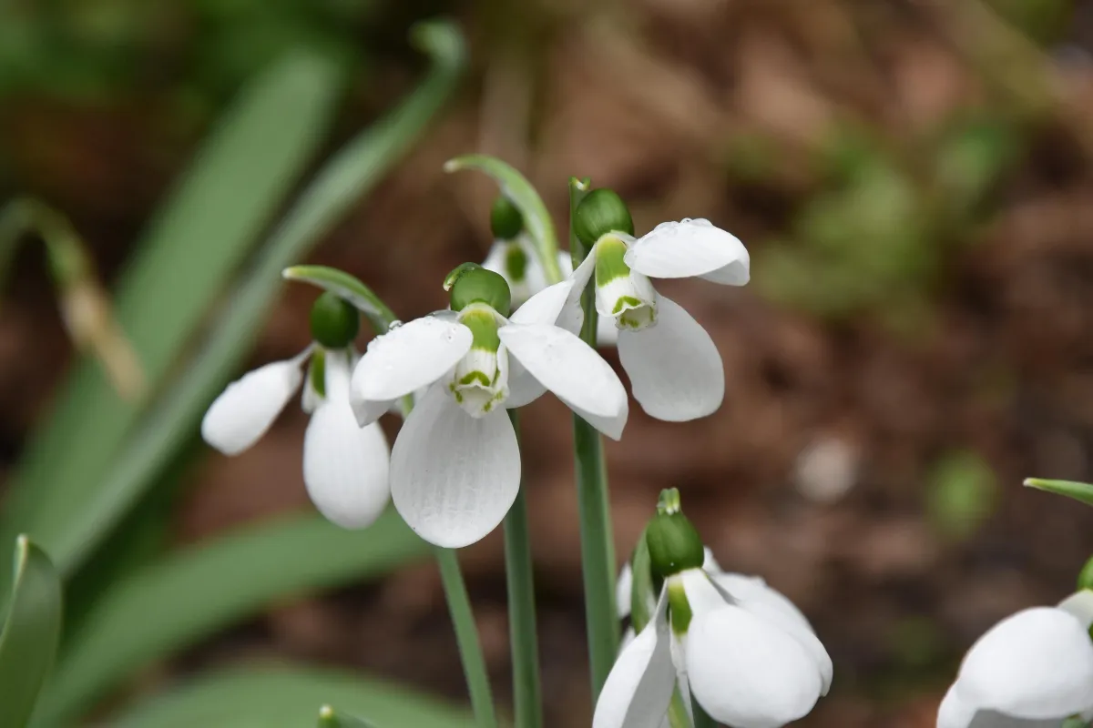 a white and red flower with green leaves