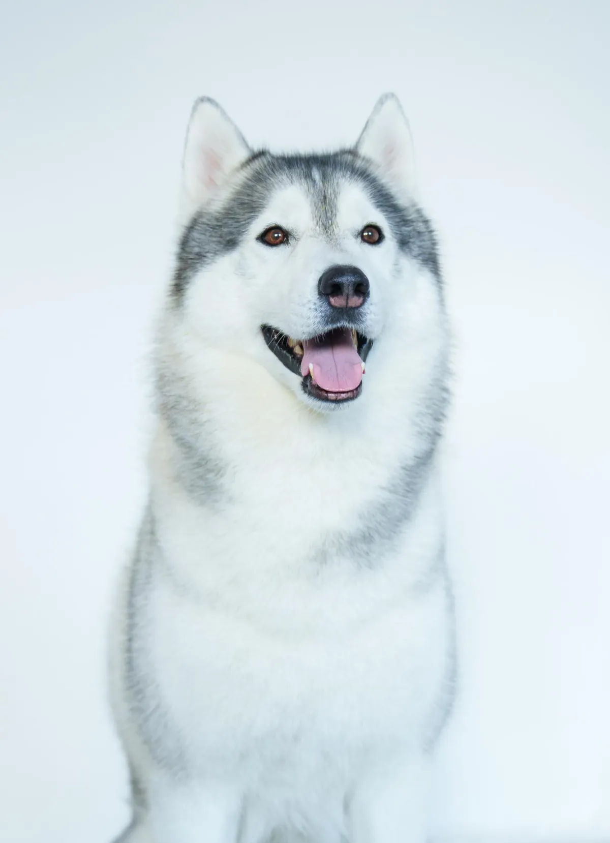 Duna Dog Center kutyakiképzés szabadtéren