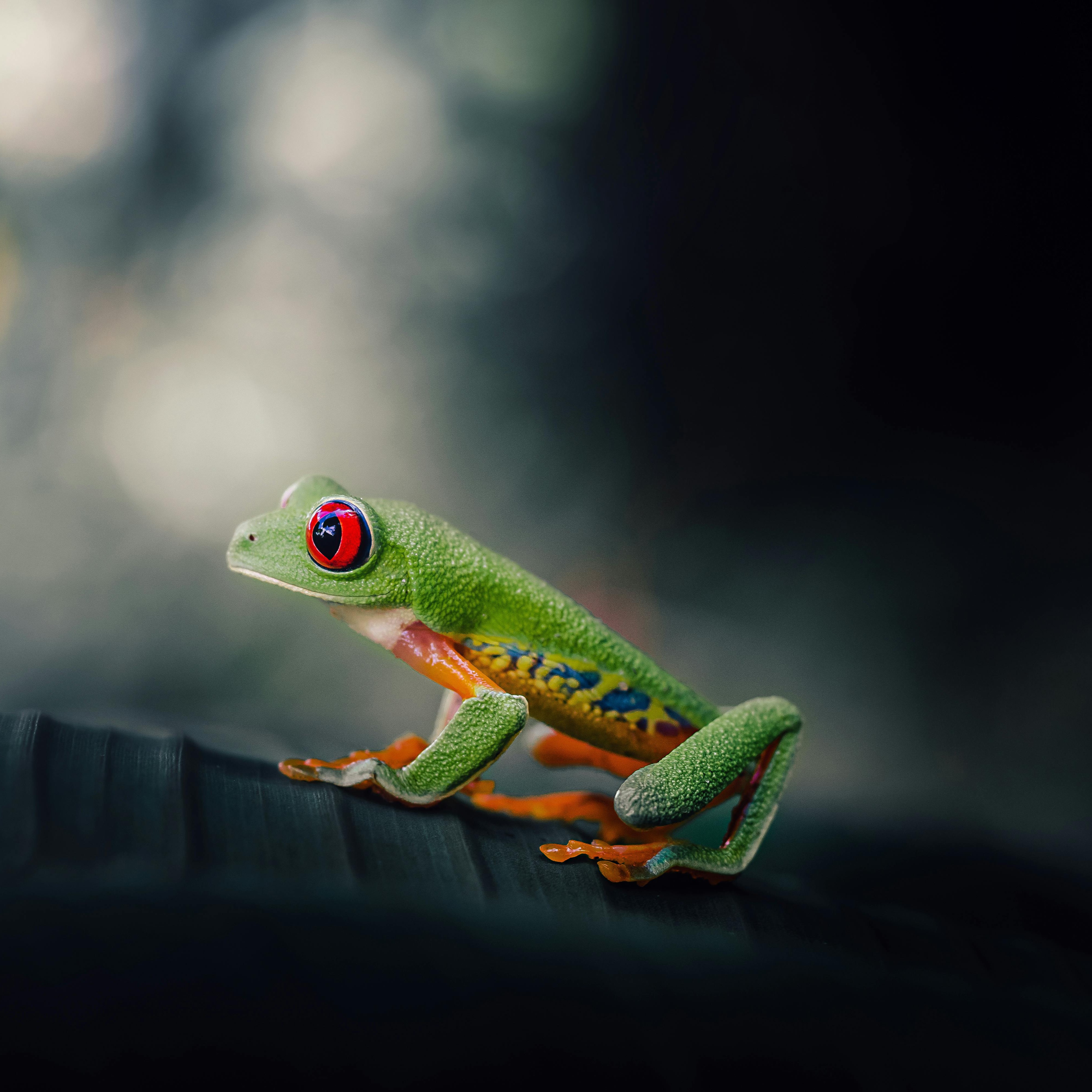 Rana de Costa Rica