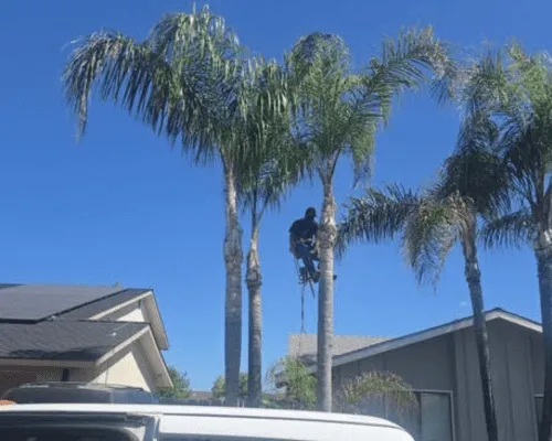 Tree Trimming in Porterville