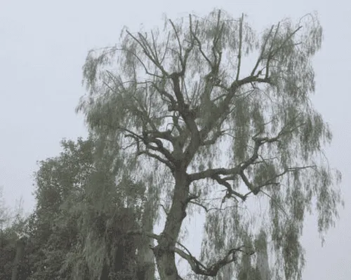 Tree Trimming Porterville
