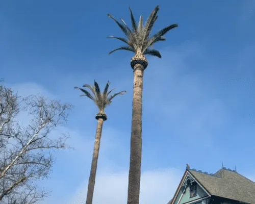 Tree Removal Porterville