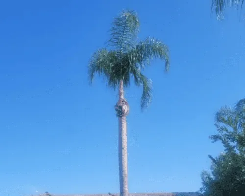 Tree Trimming Porterville