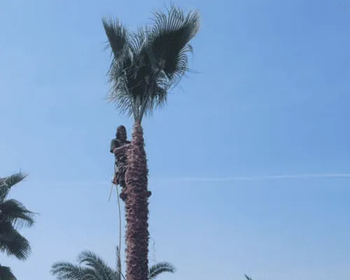 Porterville Stump Grinding