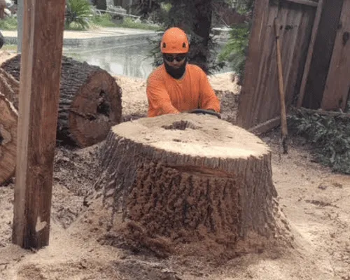 Stump Grinding in Porterville