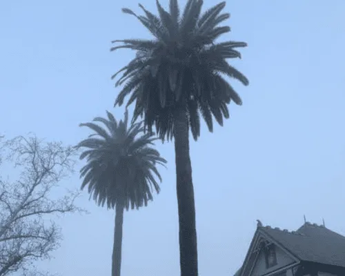 Stump Grinding Porterville