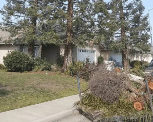 Tree Service Porterville